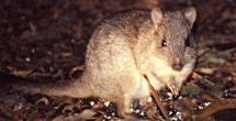 bettong