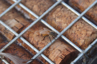 bee on cork