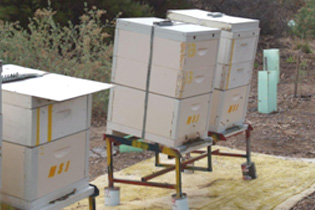 bee hives