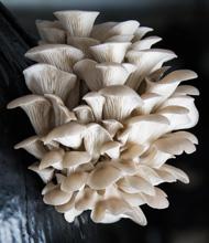 mushroomslandscape