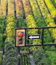urbanfarming