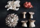 4mushrooms