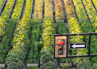 urbanfarmingthumbnail
