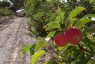 apple trees in orchard