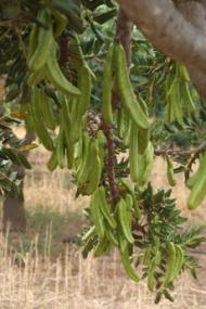 greencarobsontree