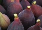 figspurple