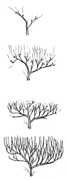 pruning trees for dried figs