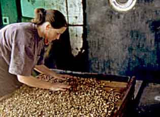 grading pistachios