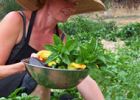 Grow Your Own Organic Vegetables & Herbs
