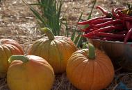 pumpkinchillies