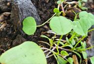seedlings.jpg
